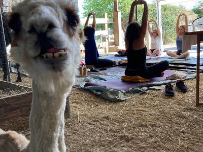 Le petit-déj des lamas et alpagas chez Lama Émoi
