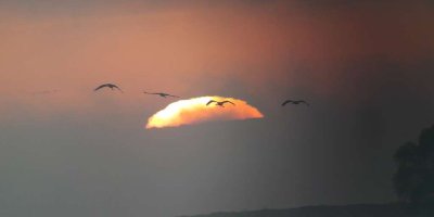 La magie du Lever des Grues cendrées