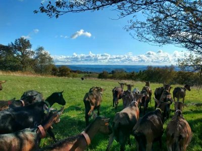 La Fenadou - Elevage de chèvre