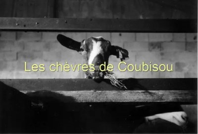 Les Chèvres de Coubisou