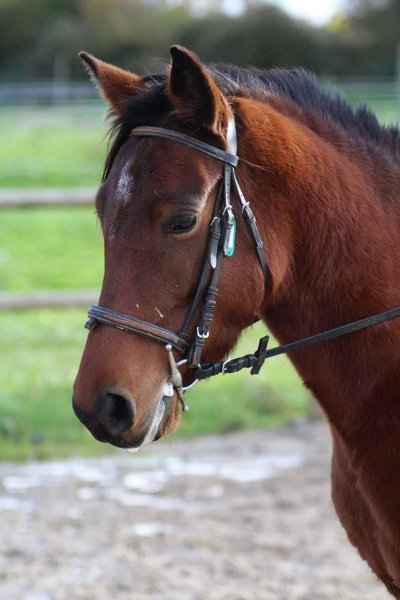 DOMAINE EQUESTRE DE LA LOUGE