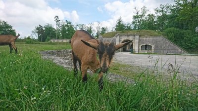 Visites de la chèvrerie de Bruyères-et-Montbérault