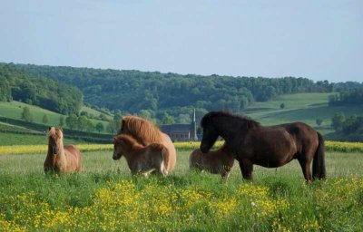 Balade à cheval islandais 2h30