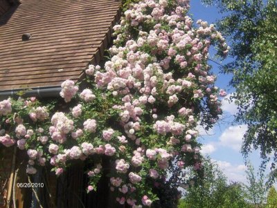 Jardin-Roseraie Chasse Spleen