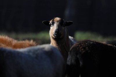 DÉCOUVERTE AUTOUR DU PONEY
