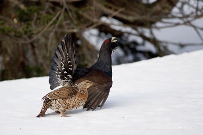 Balade hivernale "Faune sauvage en hiver" focus Gypaète barbu et Grand tétras