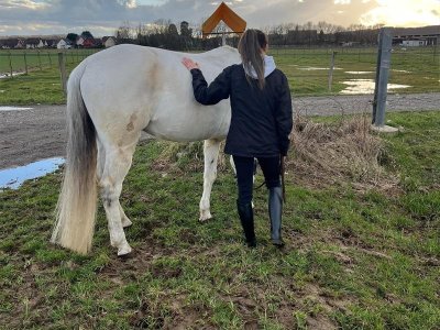 Activité : équithérapie