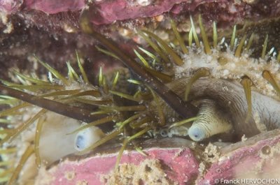 Groupe Subaquatique Morlaix Plouézoc'h