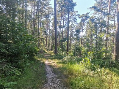 Chemin du Patrimoine "Une forêt en pays welche"