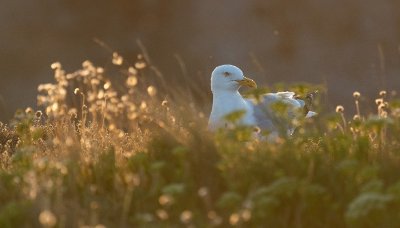 Sortie nature - Observation des oiseaux