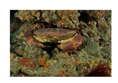 Exposition sur les récifs de la côte : faune et flore locales