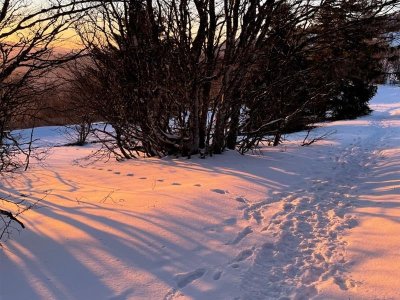 Circuit raquettes du Trehkopf - R6