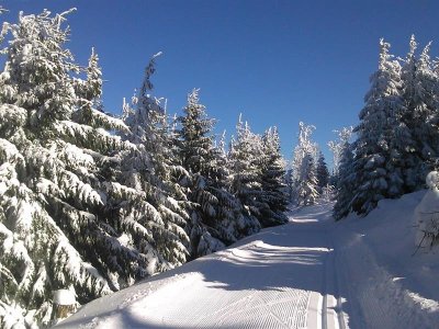 Circuit ski de fond n°6 - le tour du Rossberg (court)