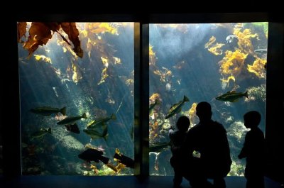 Visite guidée du Musée pour l'Océan