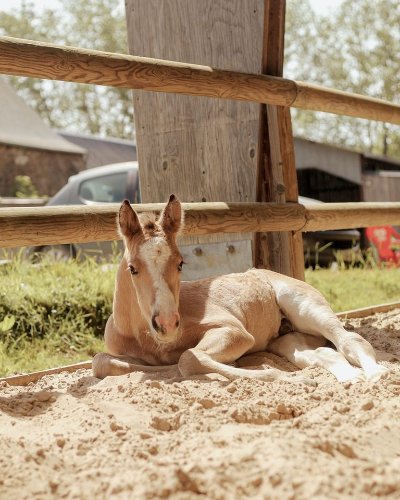 Ecurie de la Ville Morin