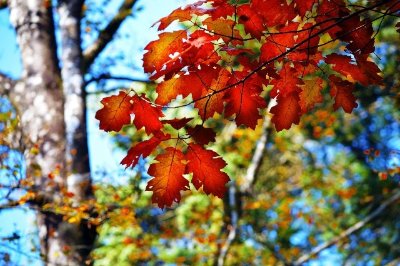 La Maison du Randonneur
