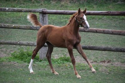 Poney club du Lierre