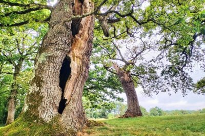 Les Chênes creux de Kernéant