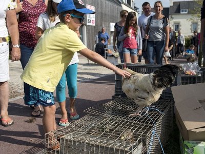 Découverte des oiseaux