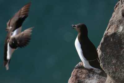 Les oiseaux marins du Cap Fréhel