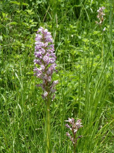 Sentier botanique des orchidées