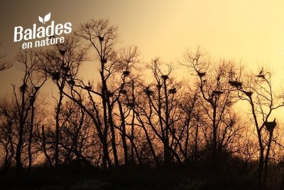 LA PLUS GRANDE HÉRONNIÈRE DE L'ESTUAIRE DE LA LOIRE