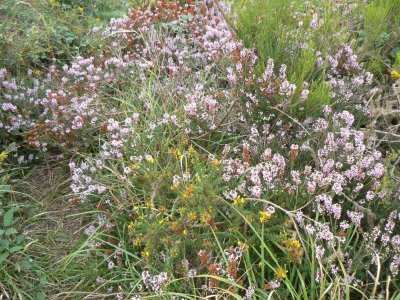 Site naturel des Landes de Bilais