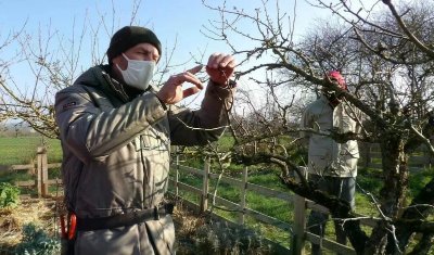 Taille des arbres fruitiers