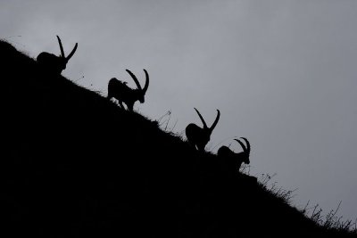 Piste noire - Charton