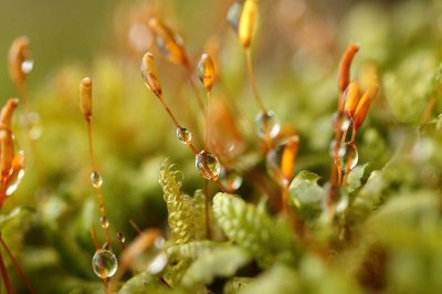 Sortie : mais quelle est cette plante ?