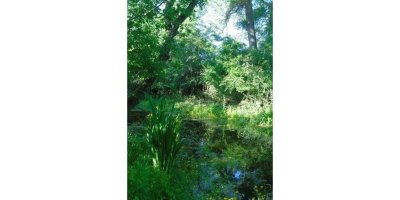 Une zone humide nichée en forêt