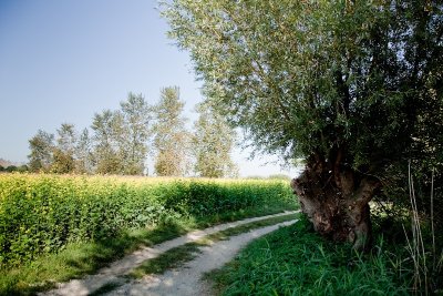 Balade nature et patrimoine : vannerie sauvage