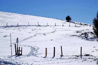 Piste bleue - la tête des chats