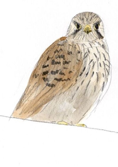 Biodivercité. Les animaux de la ville