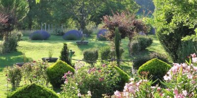 Initiation à la taille des arbres fruitiers