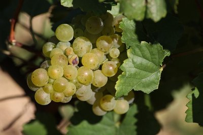 Les vignes de l'Empereur