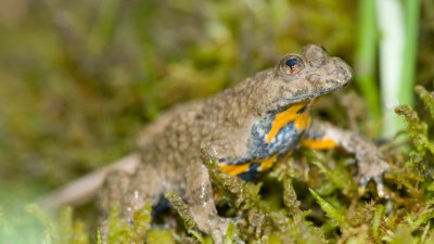 Fréquence Grenouilles - A la découverte des amphibiens !