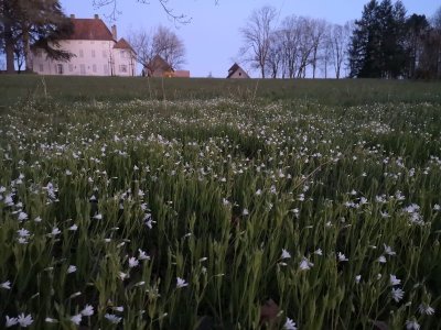 Le parc et les jardins du château de Sermange