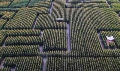 Le labyrinthe aux épis