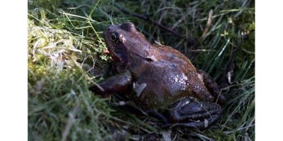 Sauvegarde des amphibiens à Vorges-les-Pins