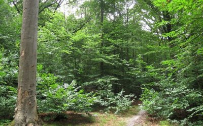 Entre Seine et forêt à Meudon