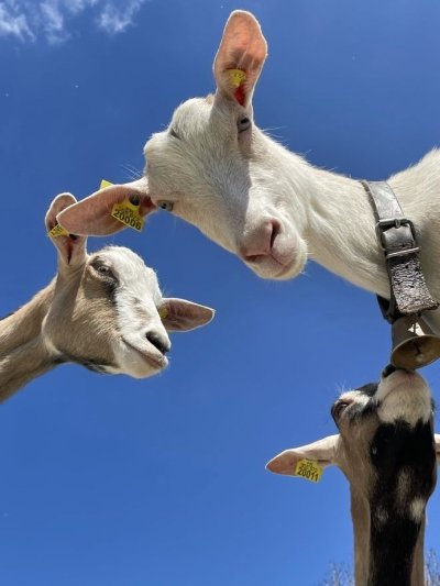 Visite de la ferme de la fruitière