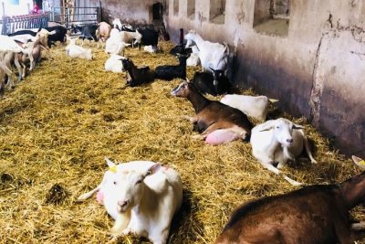 Visite de la ferme de la fruitière