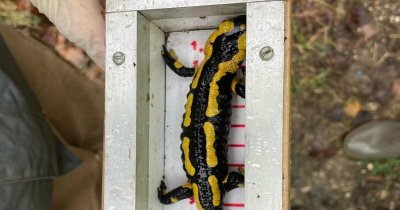 Sauvegarde des amphibiens à Saules