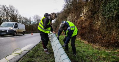 Sauver les amphibiens