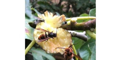 Réunion d'information sur la lutte contre le frelon asiatique