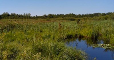 Réserve Naturelle Nationale de la Tourbière alcaline de Marchiennes