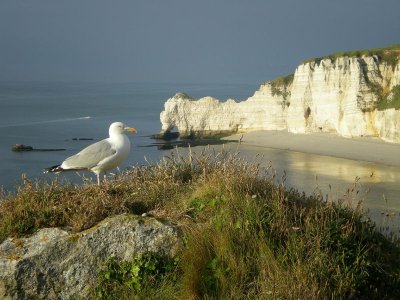 Visite naturaliste Natterra : Marée de découverte en famille à Etretat