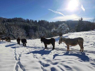 Balade avec les ânes