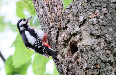 Permanence pour l'observation des oiseaux hivernants à l’Étang Fouché d'Arnay-le-Duc